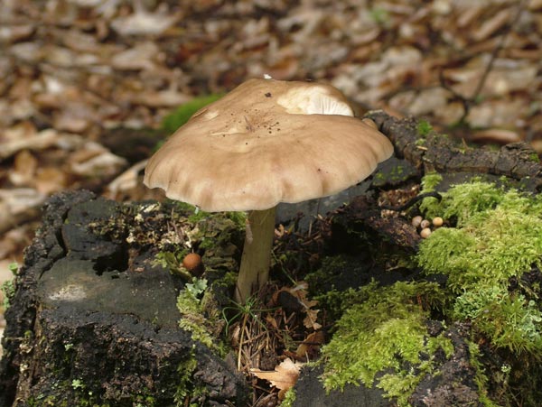 pluteus cervinus